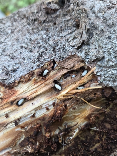 European spruce bark beetle