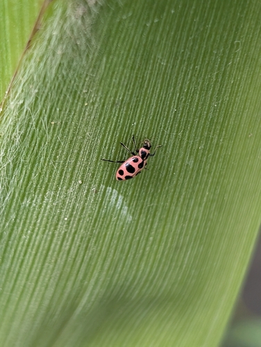 Spotted Pink Lady Beetle