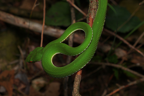 Chinese Green Tree Viper