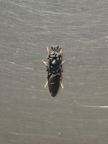 Black Soldier Fly