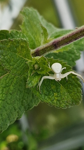 Goldenrod Crab Spider