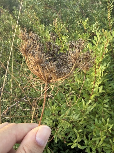 wild carrot