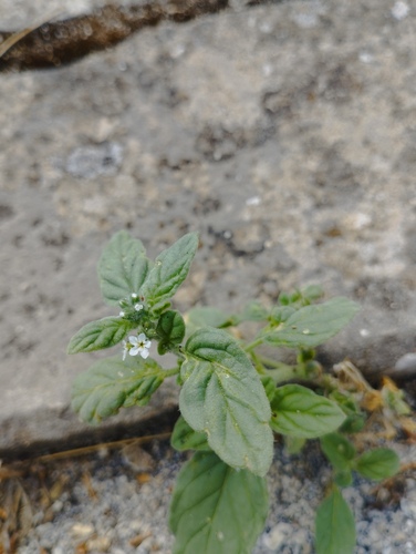 European heliotrope