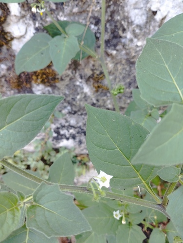 black nightshade
