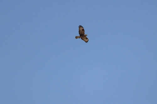 Common Buzzard