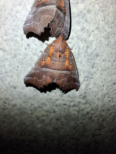 Herald Moth