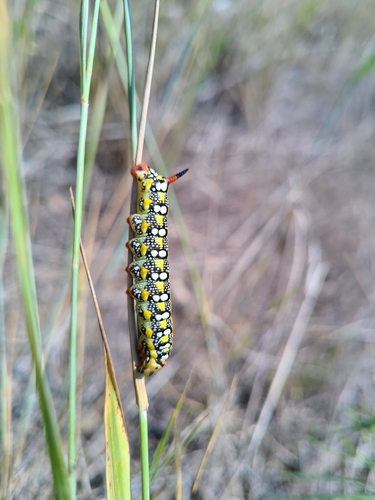 Leafy Spurge Hawkmoth