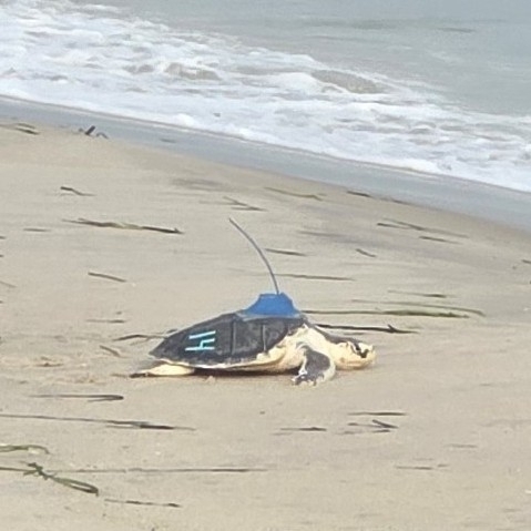 Kemp's Ridley Sea Turtle observed by jm1819