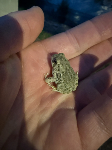 Woodhouse's Toad