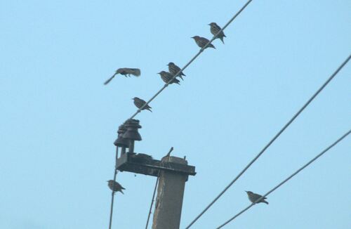 European Starling