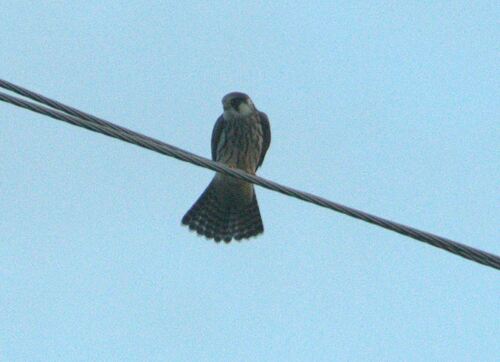 Red-footed Falcon