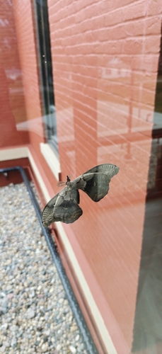 Polyphemus Moth