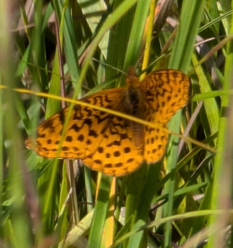 Meadow Fritillary