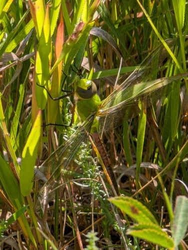 Common Green Darner