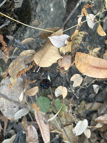 Western Black Widow