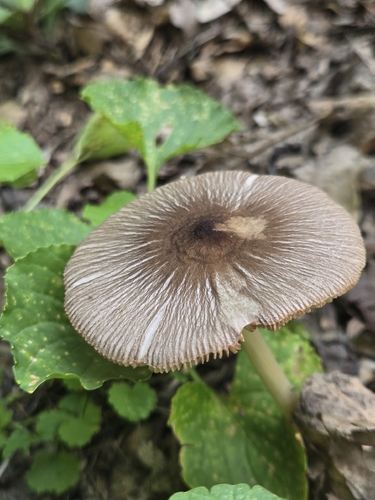 Pleated Pluteus