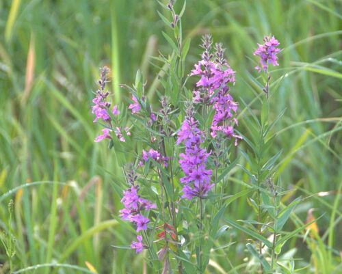 purple loosestrife