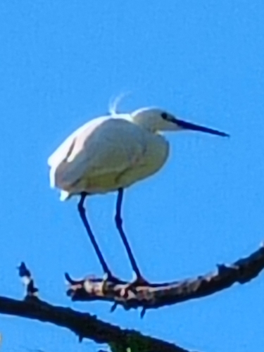 Little Egret