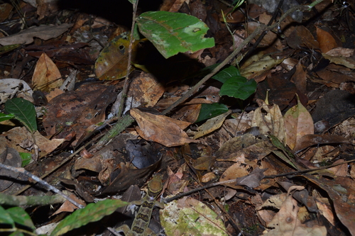 Nkoelon Half-toed Gecko