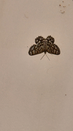 Latticed Heath