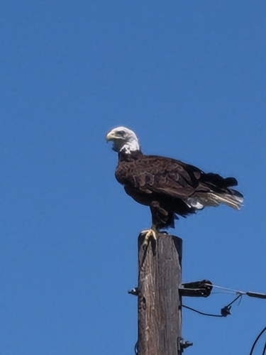 Bald Eagle