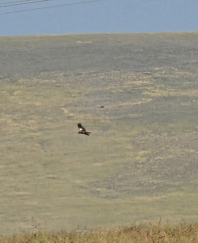 Western Marsh Harrier