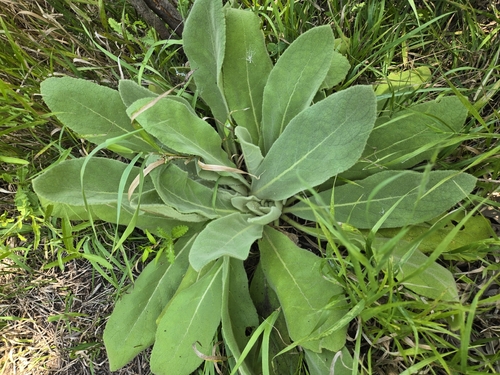 great mullein