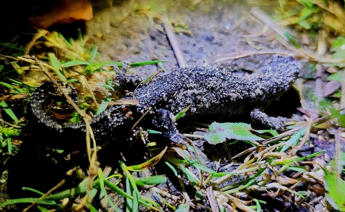 Great Crested Newt