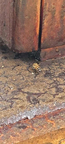 Western Honey Bee