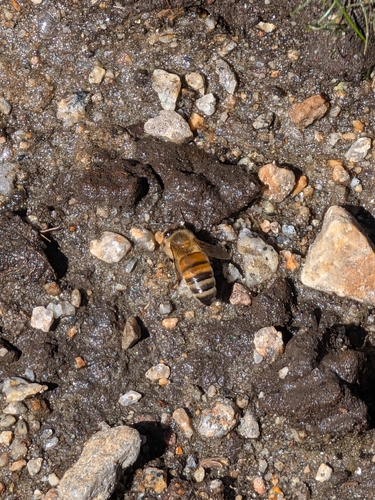 iNaturalist observation photo of Western Honey Bee