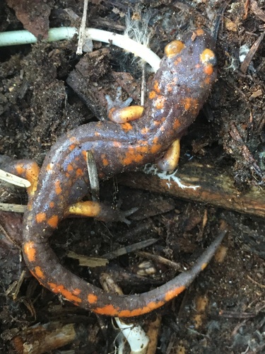 iNaturalist observation photo of Sierra Nevada Ensatina