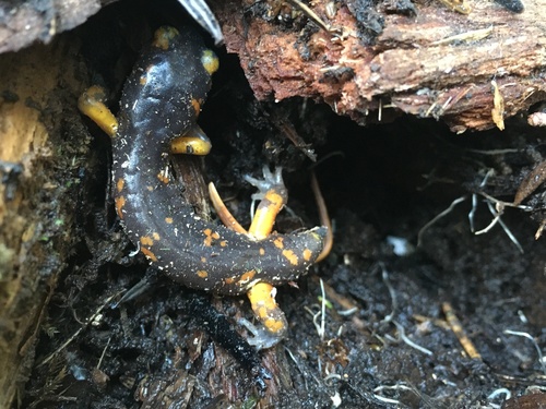 iNaturalist observation photo of Sierra Nevada Ensatina