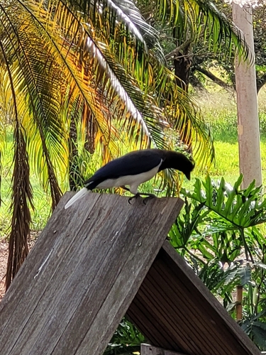 Curl-crested Jay