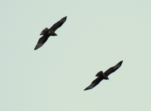 European Honey-buzzard