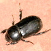 Dyscinetus rugifrons - Photo (c) Jay L. Keller, all rights reserved, uploaded by Jay L. Keller