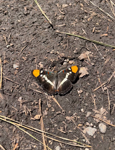 iNaturalist observation photo of California Sister