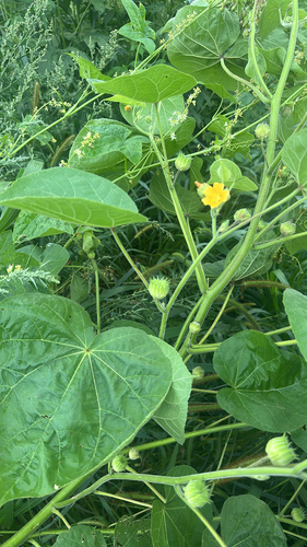 velvetleaf