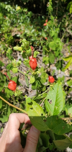 Turk's cap
