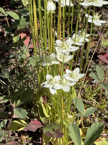 marsh grass-of-Parnassus
