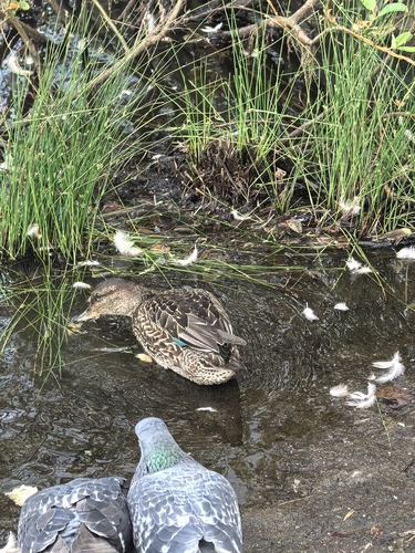 Green-winged Teal