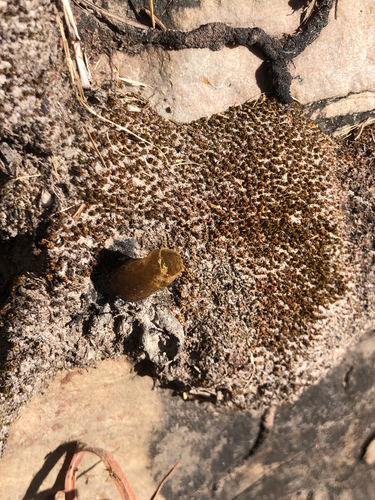 Narrow Stingless Bee