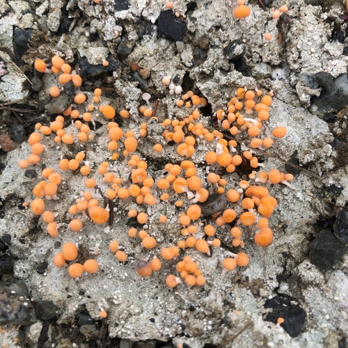 Pink Earth Lichen