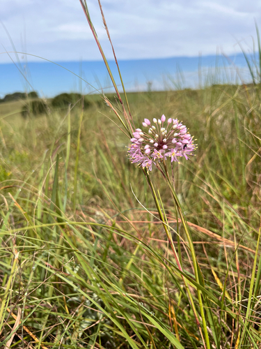 Prairie Onion