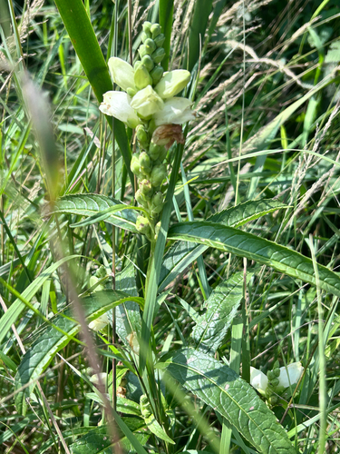 white turtlehead