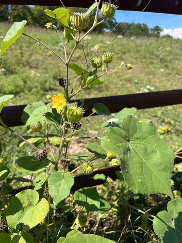 velvetleaf