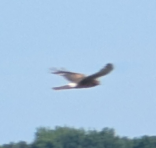 Northern Harrier
