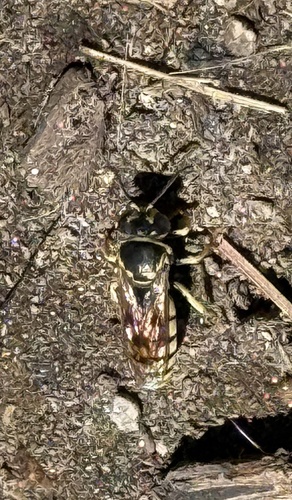 iNaturalist observation photo of Bicyrtes capnopterus