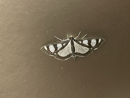 Glyphodes quadrimaculalis