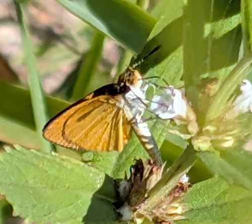 Least Skipper