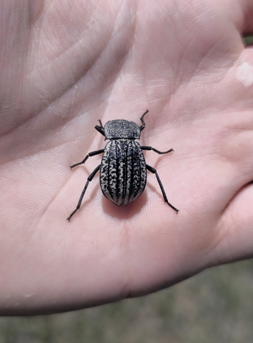 Philolithus sordidus